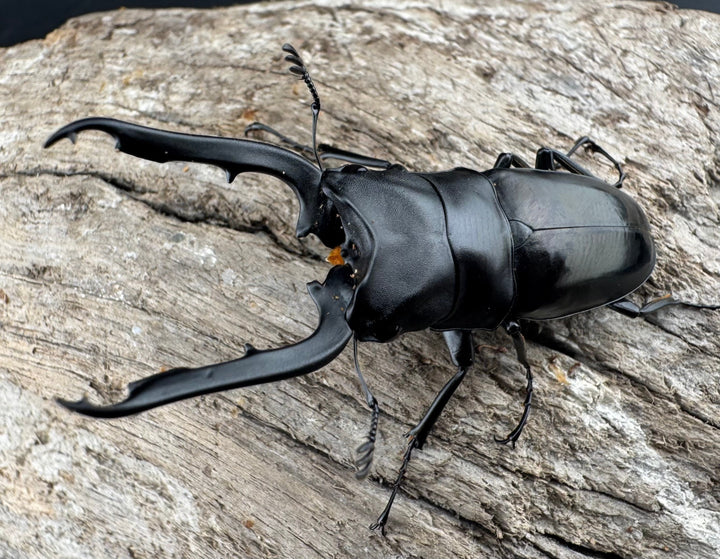 【WD】《ブッダノコギリ ミンダナオ産 52mm ペア》