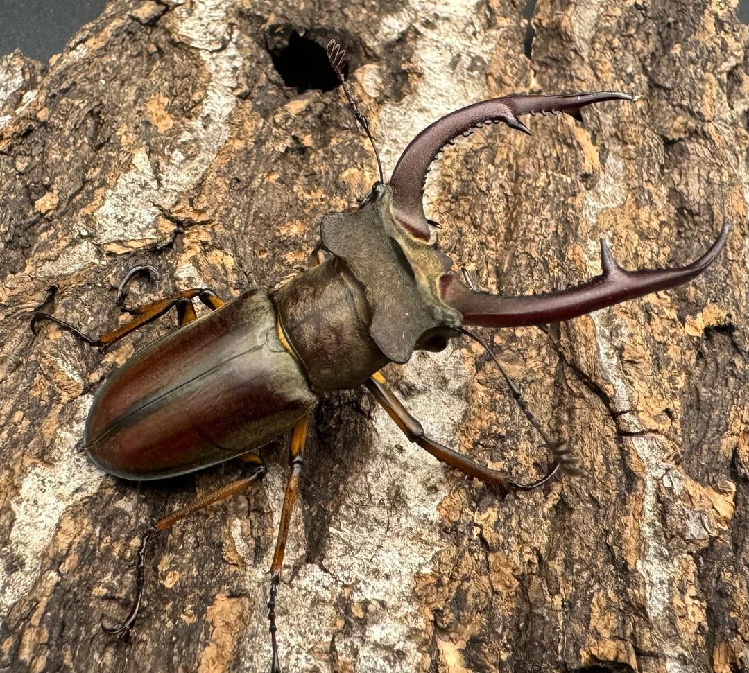 【WD】《クラーツミヤマ ベトナム亜種 58mm ペア》