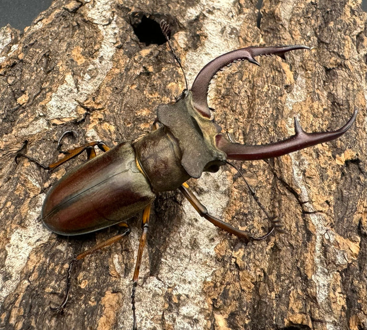 【WD】《クラーツミヤマ ベトナム亜種 58mm ペア》