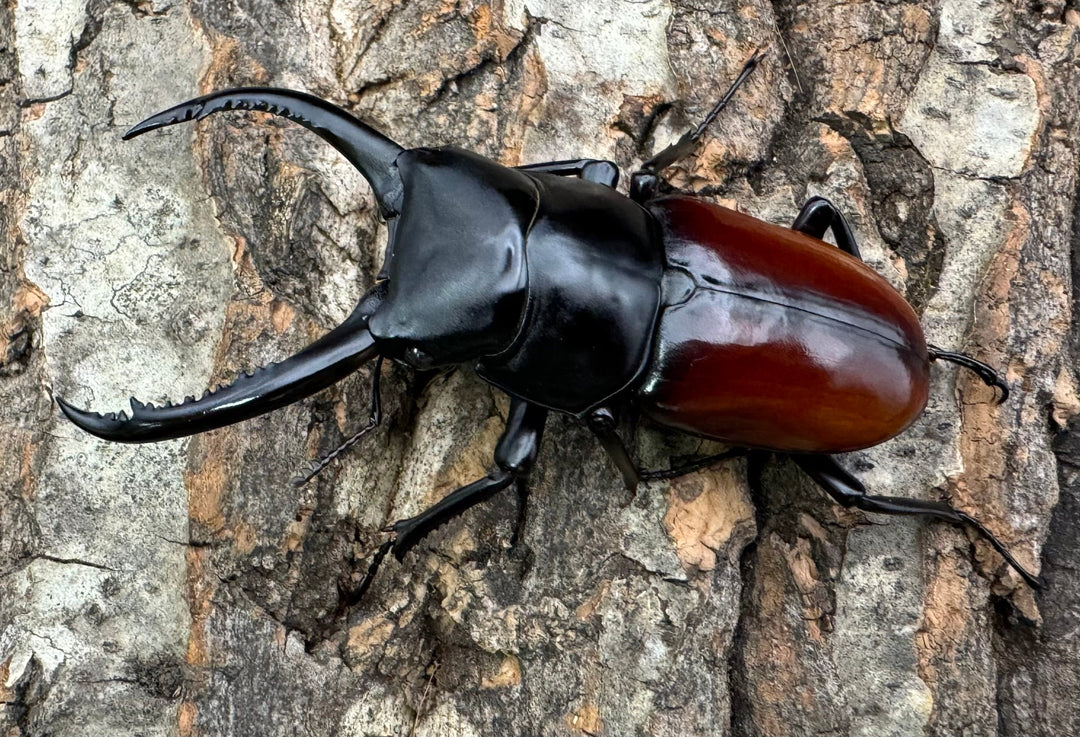 《アローコクワ亜種リエン 74mm ♂♀♀トリオ》