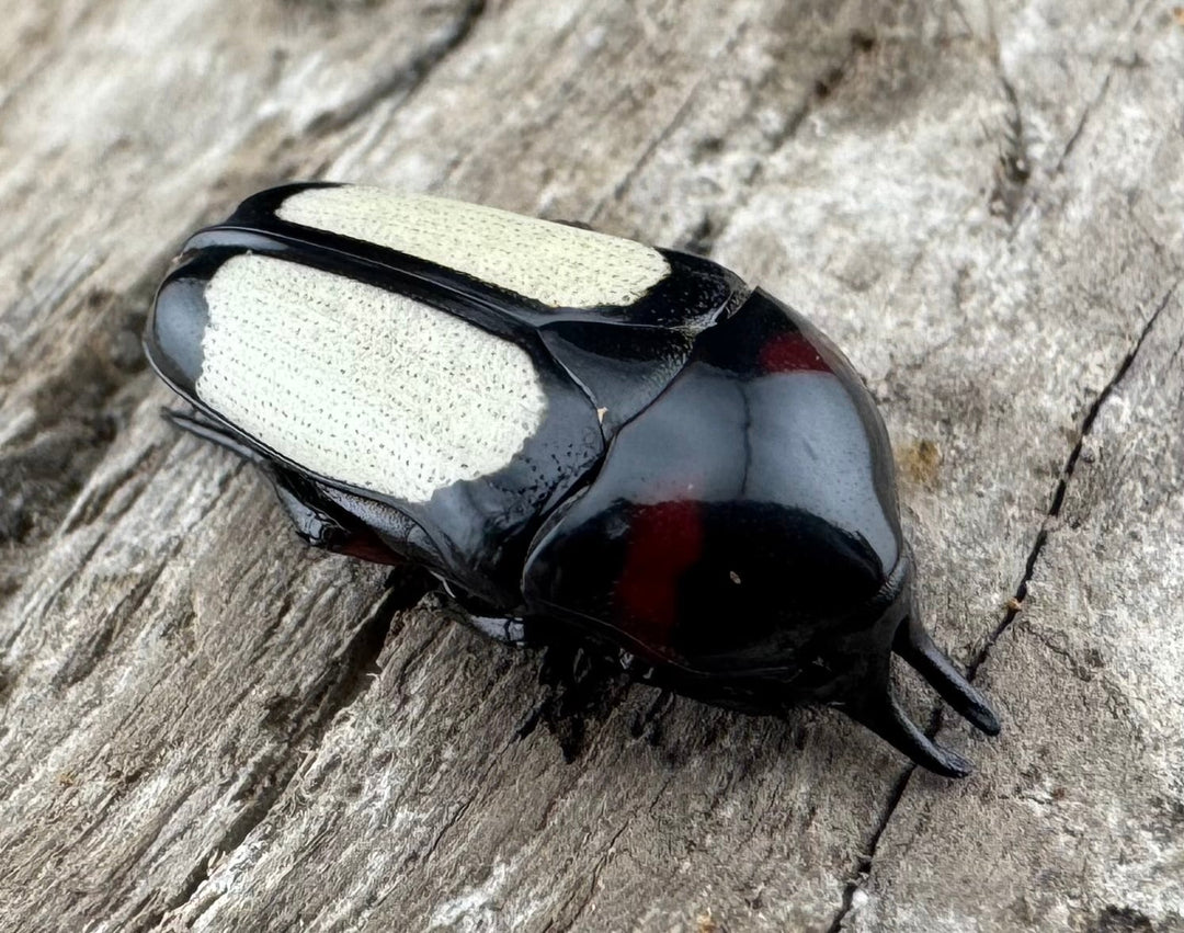 《キモンツノホソカナブン ロハス産 ペア》