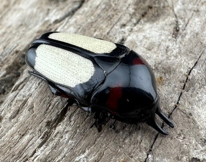 《キモンツノホソカナブン ロハス産 ペア》