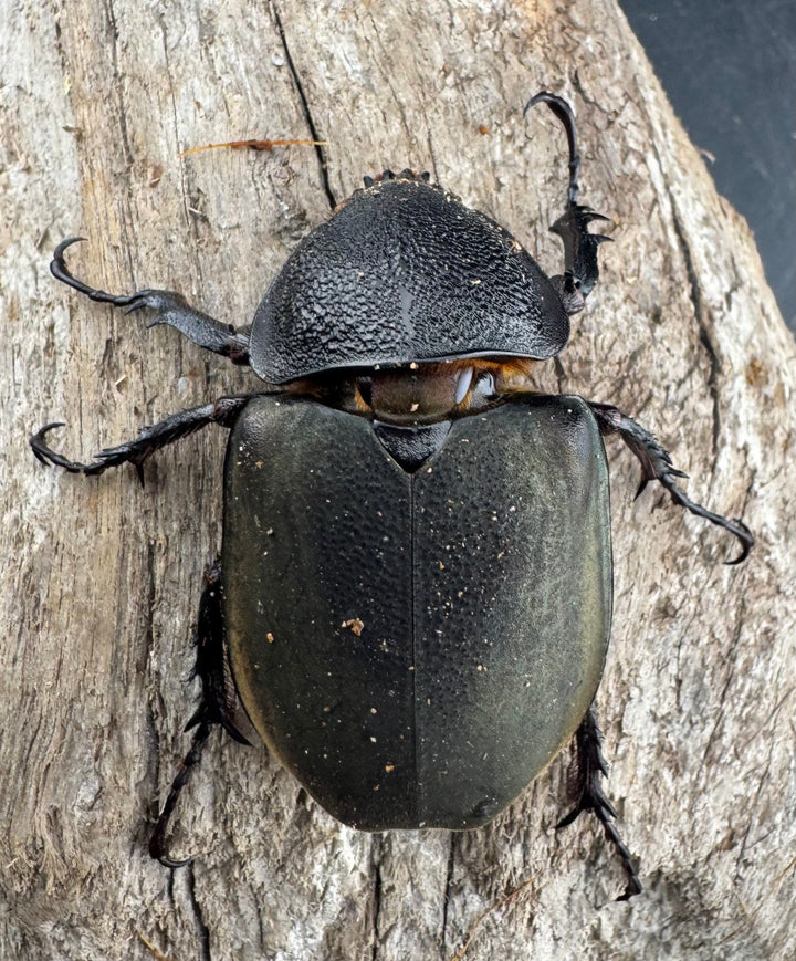 【WD】《ミンダナオアトラスオオカブト マラグサン産 95.5mm ペア》