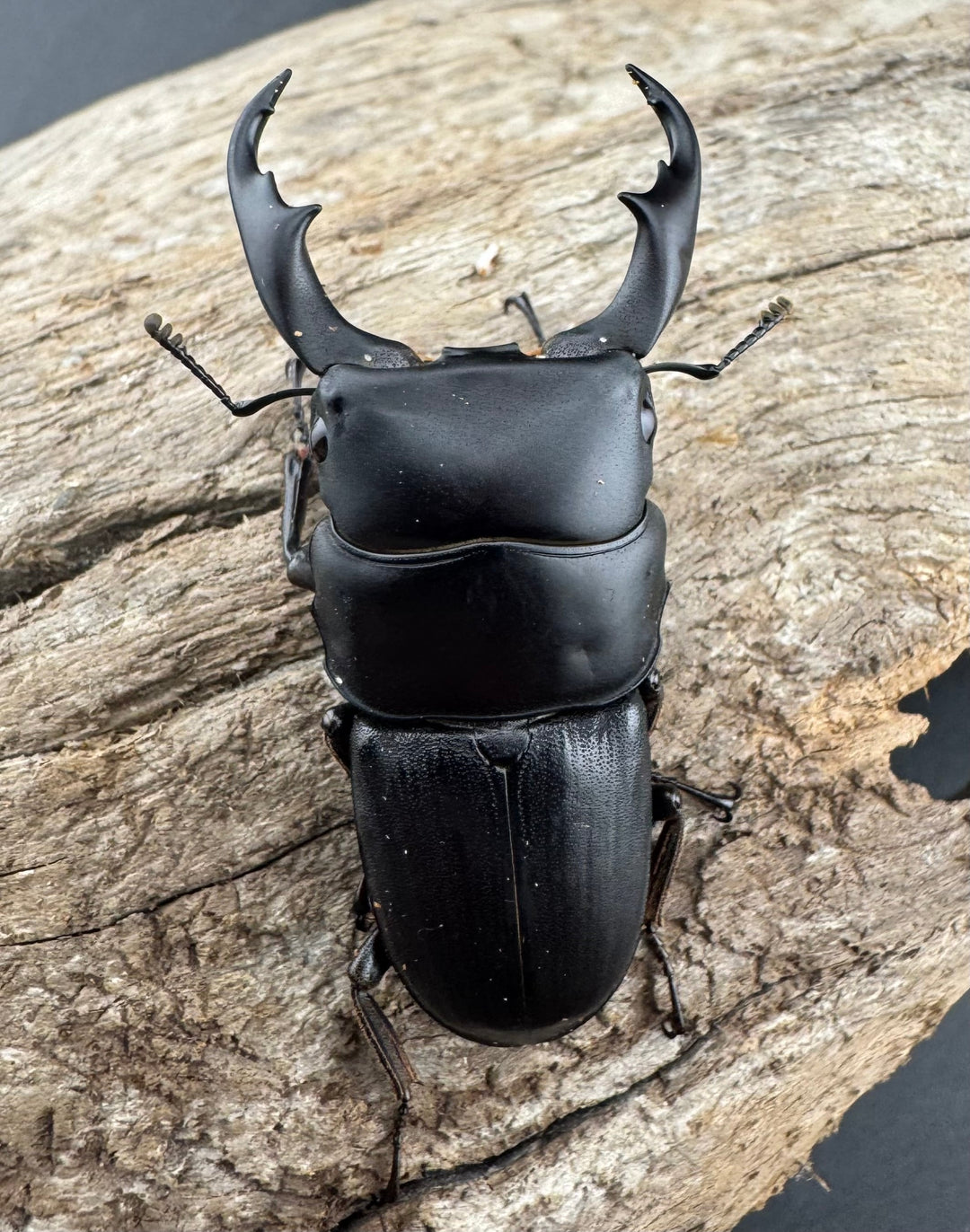 【WD】《ハンステインヒラタ原名亜種 45mm ペア》