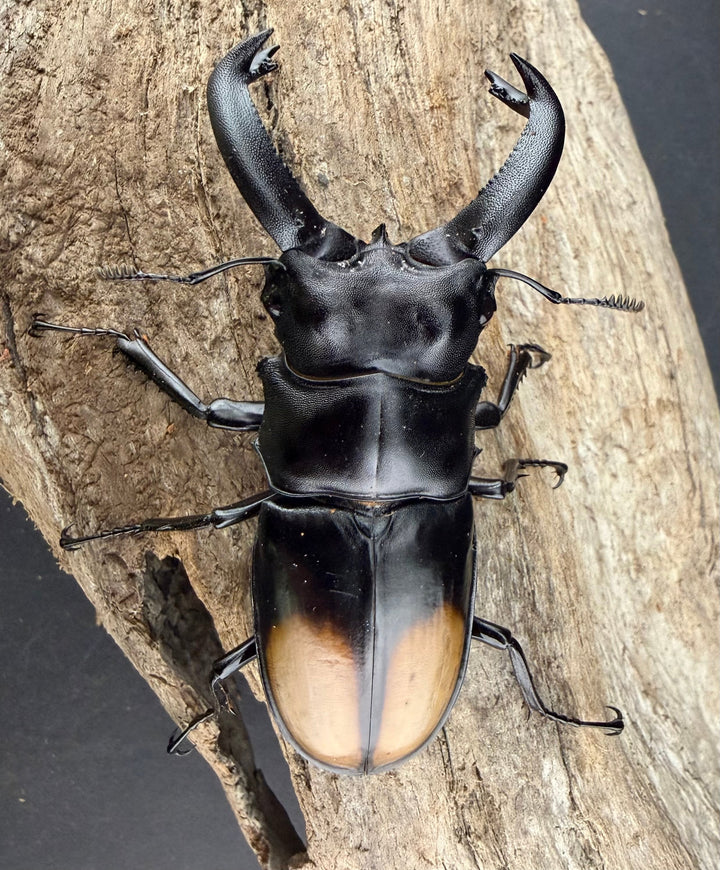 【WD】《パリーフタマタ亜種ディロレイ 73mm ペア》