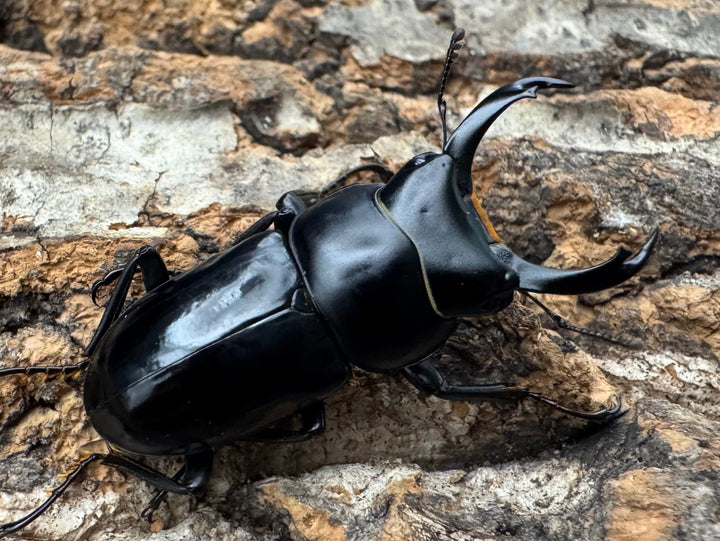 【WD】《セメノウコクワ 雅安産 35mm ペア》