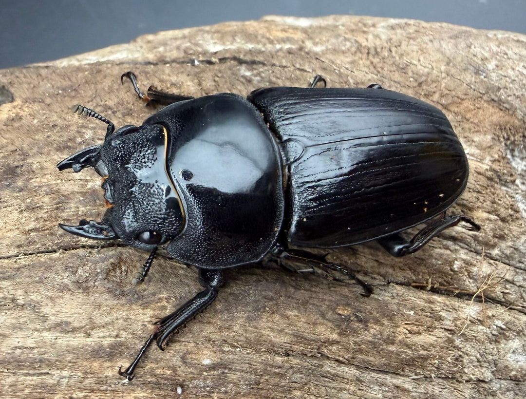 《オオクワガタ 能勢SR血統 52mm ♀単》