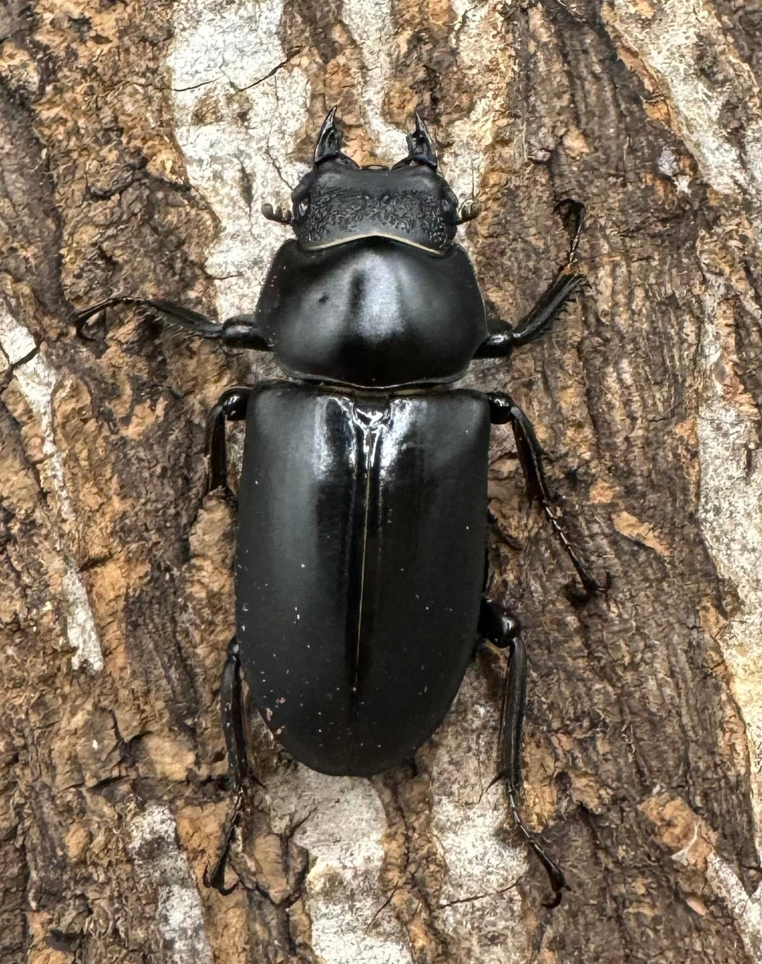 【WD】《ブラナウンコクワ 貢山産 59mm ♂♀♀トリオ》