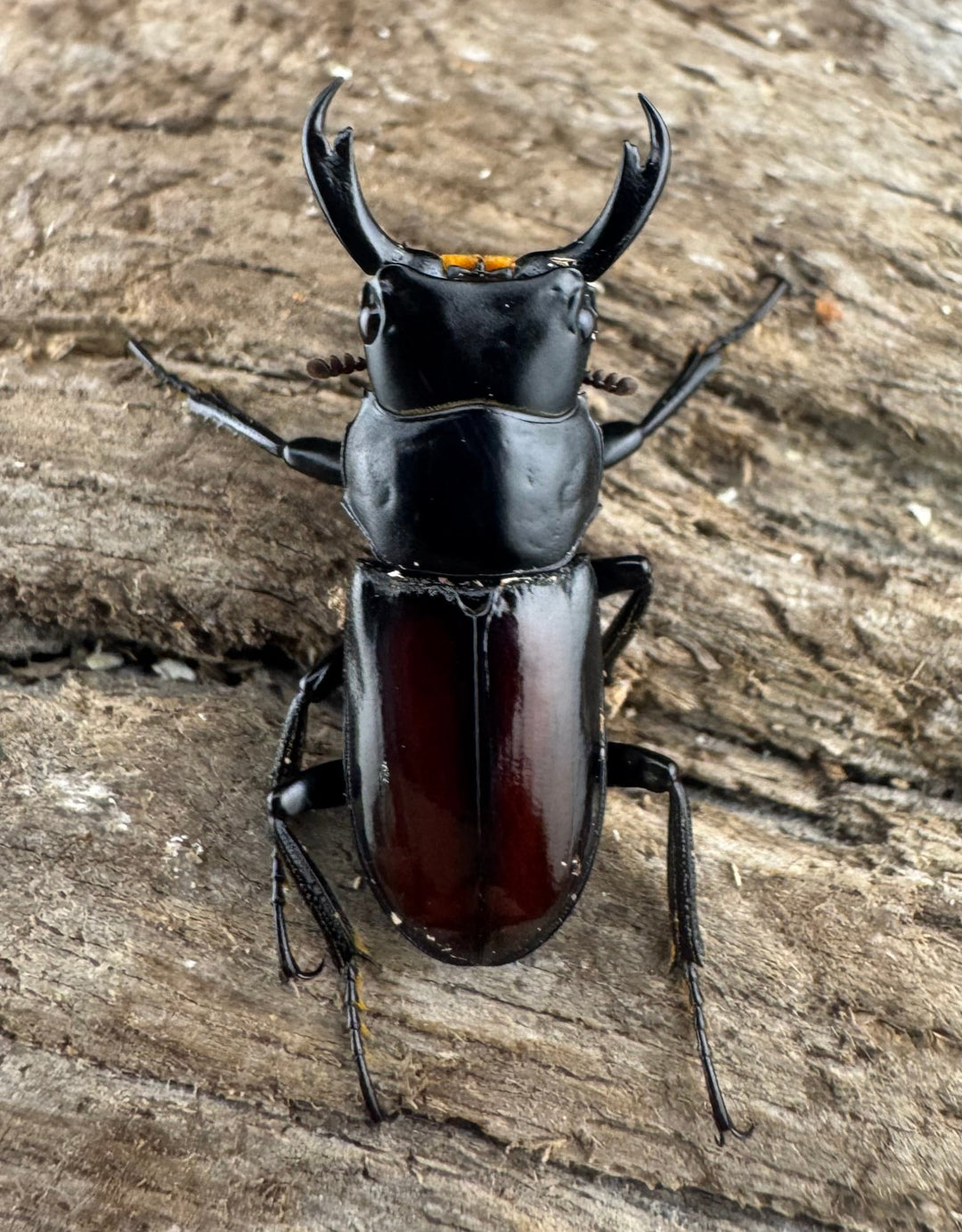 【WF3】《チュチェンセスジクワガタ 21mm ペア》