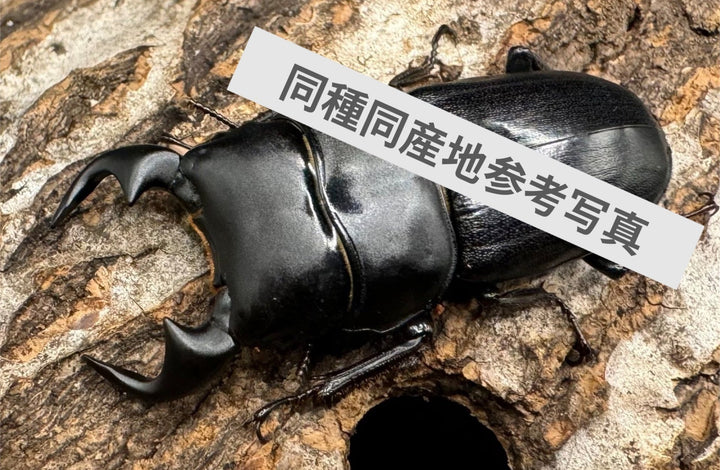 【WF1】《ドルクス リンビン 幼虫3頭セット（ペア+1頭）》