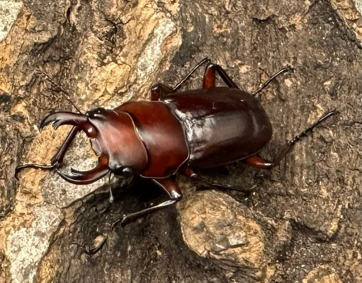 【WD】《モートゥオセスジ原名亜種 ペア》