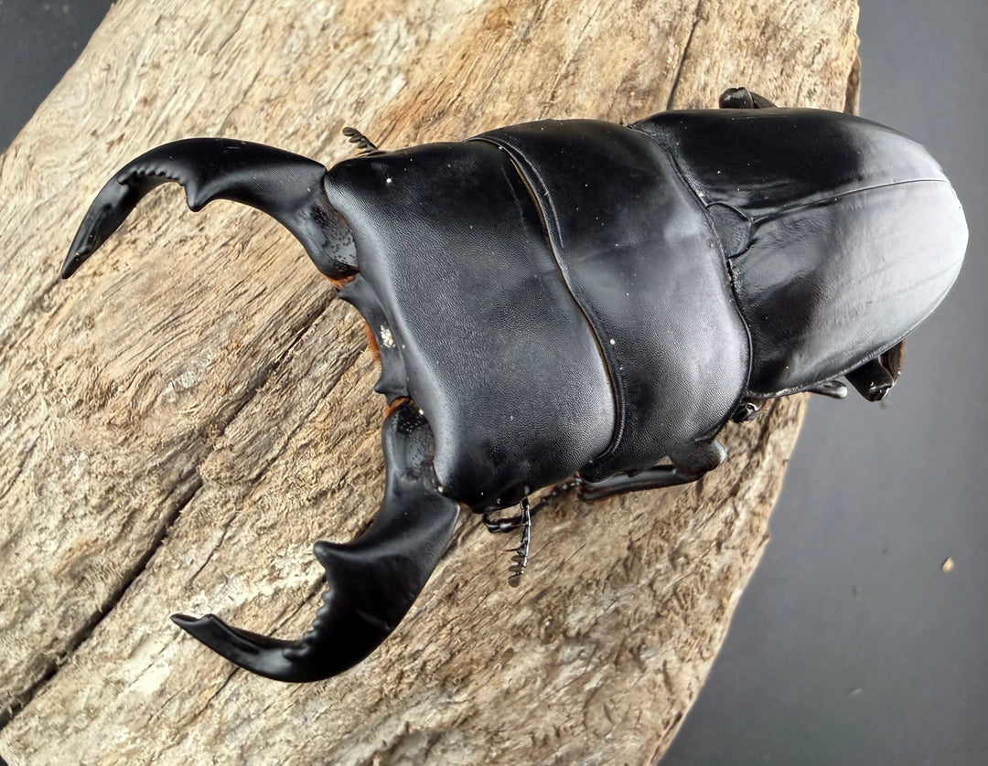 【WD】《ダイオウヒラタ 東ジャワ産 81mm ペア》