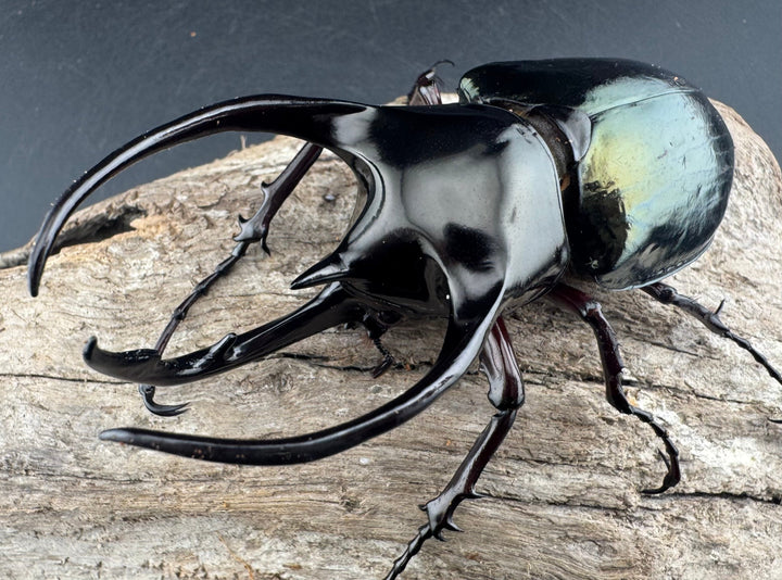 【WD】《アトラスオオカブト原名亜種 パロロ パル産 91mm ペア》