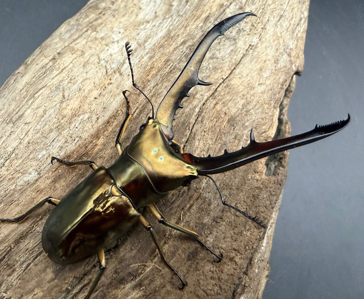 《メタリフェルホソアカ亜種サンギレンシス 71mm ペア》