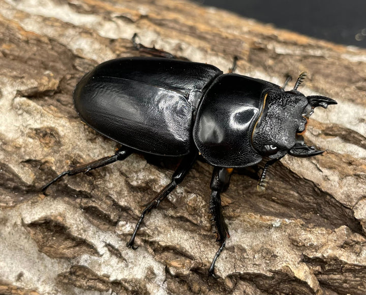 《マレーアンタエウスオオクワ 72.5mm ペア》