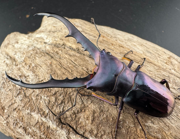 【美麗】《メタリフェルホソアカ亜種finae 73mm ペア》わたくわ氏ブリード個体