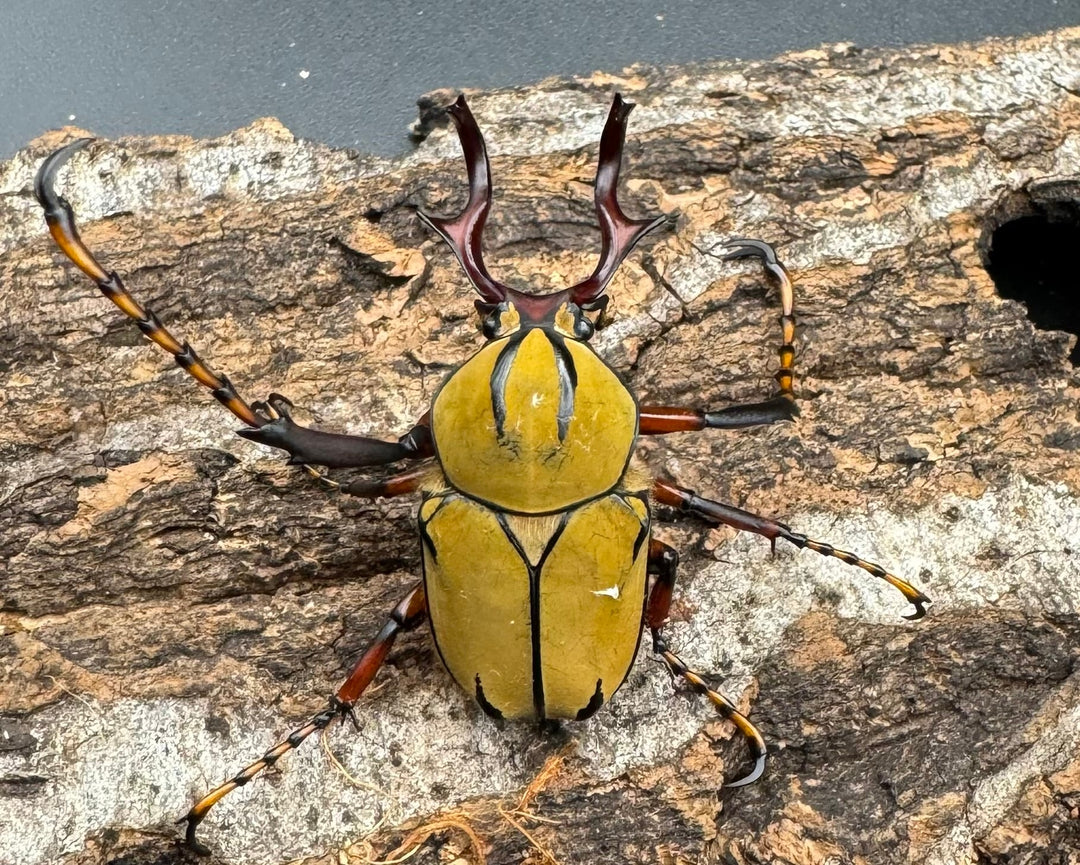 【WD】ワリックツノハナムグリ亜種bowringi ペア