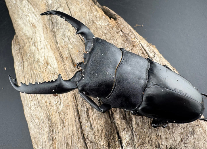 【WD】《パラワンオオヒラタ 91.5mm ペア》