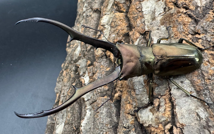 【WD】《メタリフェルホソアカ亜種finae 87mm ペア》