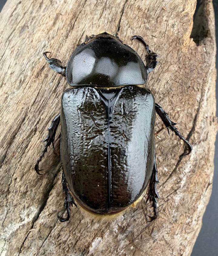 《ティティウスシロカブト 66mm ♂♀♀トリオ》