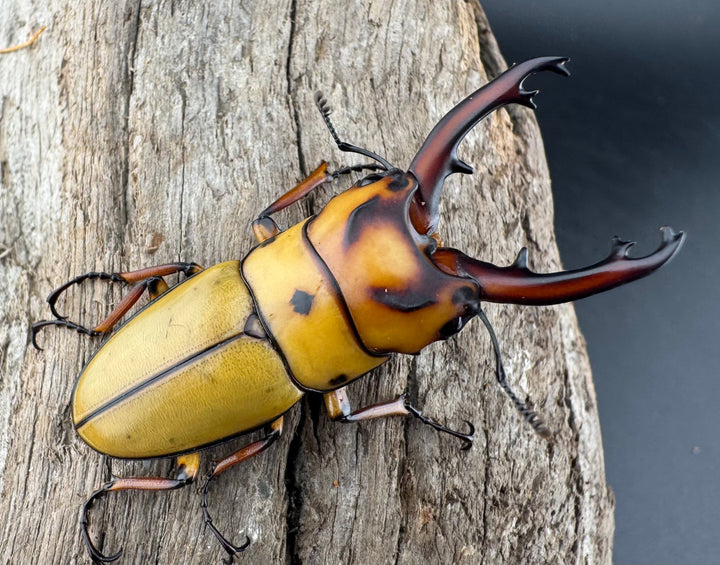 【WD】《オキピタリスノコギリ原名亜種 ラゴノイ産 45mmペア》