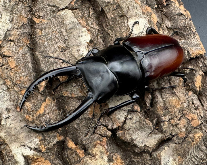 《アローコクワ亜種リエン 74mm ♂♀♀トリオ》