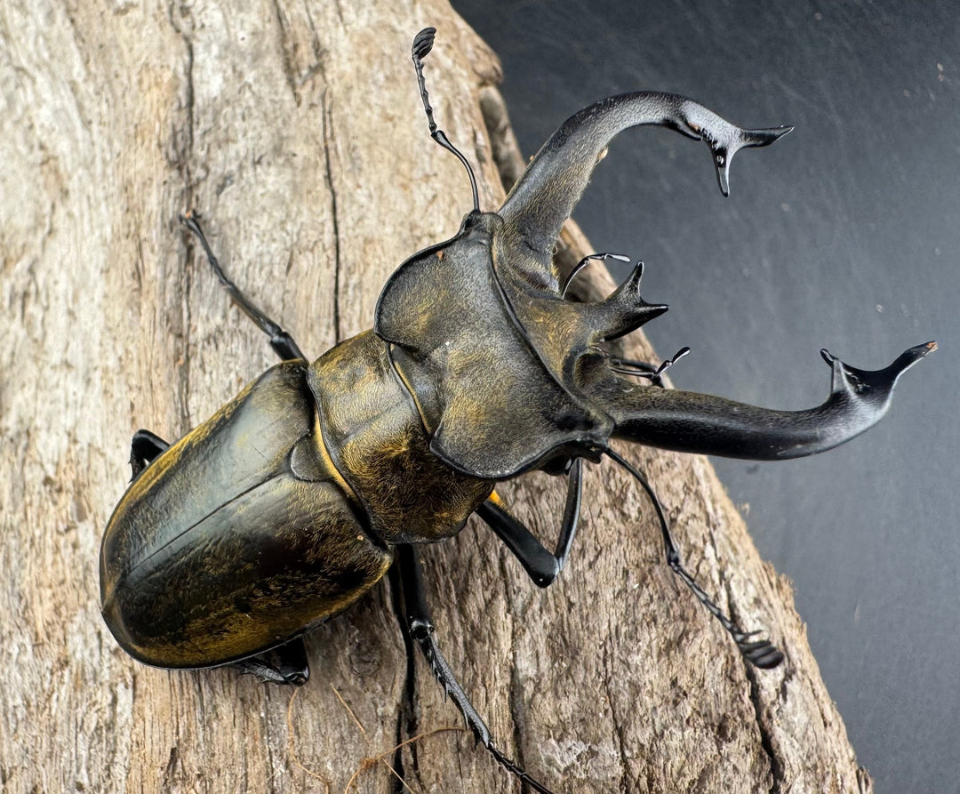 【WD】《チベットミヤマ亜種singularis 67.5mm ペア》