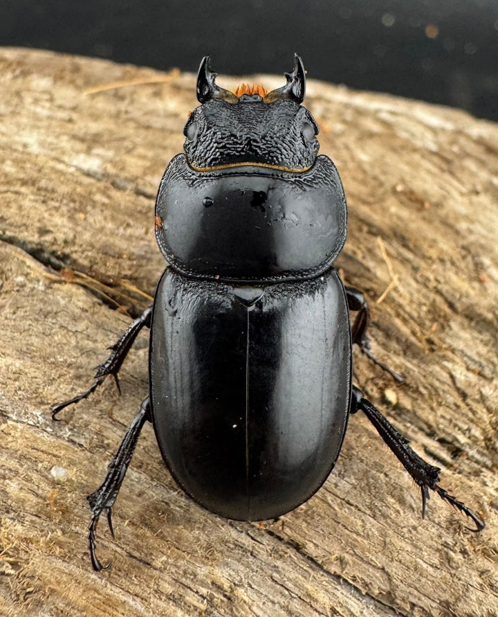 【WD】新産地《ティアンムニセヒタラ 龍王山 29mm ペア》