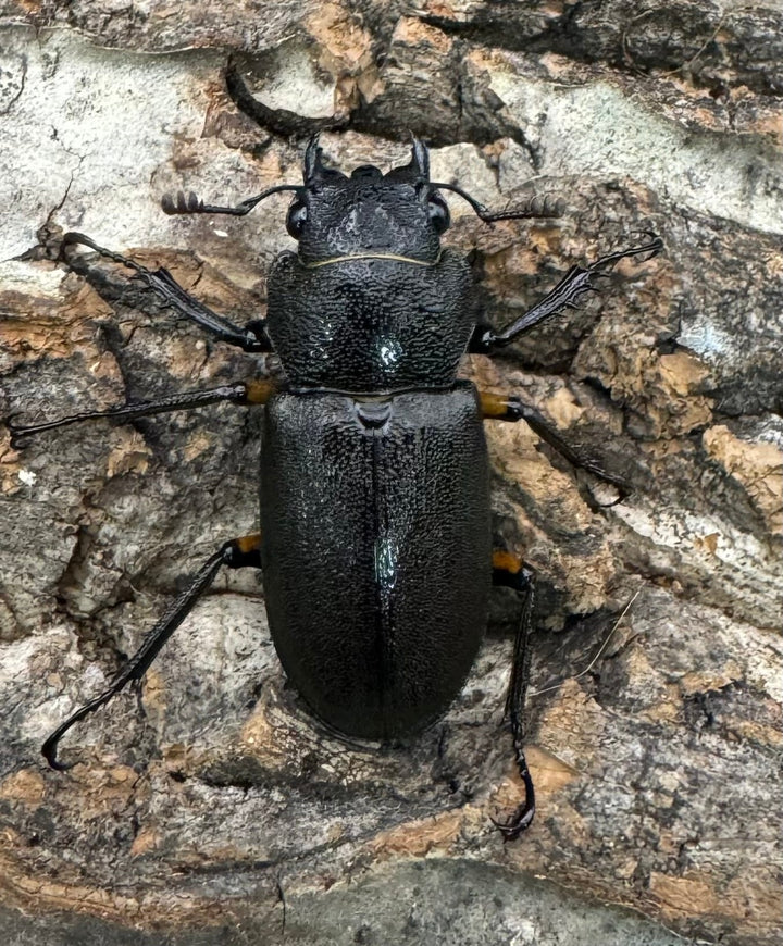 【美麗】《エラフスホソアカ 82.5mm ペア》セルヴォラン氏ブリード個体