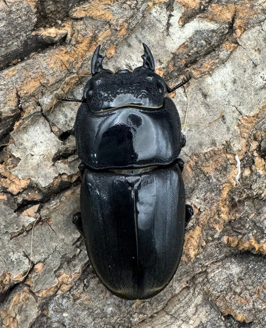 《スマトラオオヒラタ 95mm ペア》