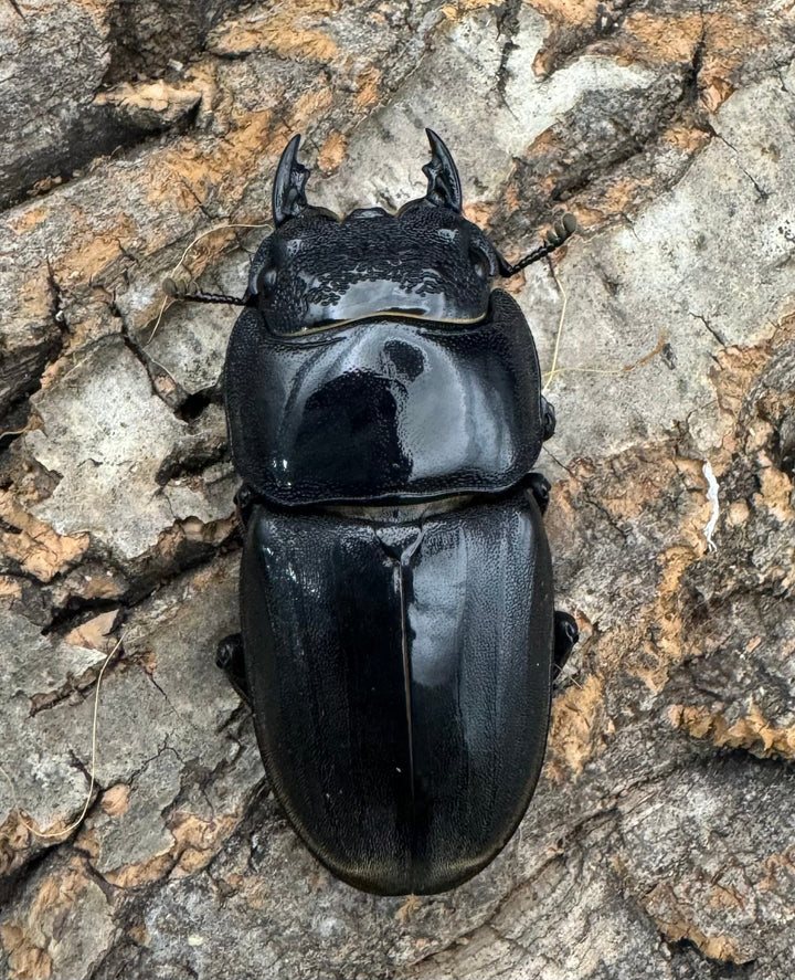 《スマトラオオヒラタ 95mm ペア》