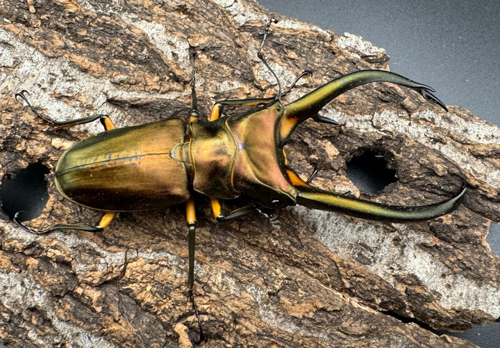 【WD】《エラフスホソアカクワガタ 94mm ペア》