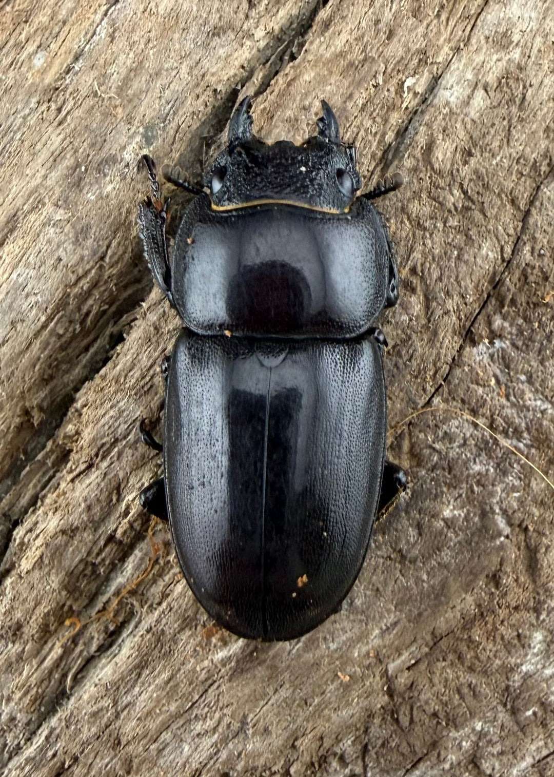 【WD】《タウルスヒラタ パラワン亜種 ロハス産 49.5mm ペア》