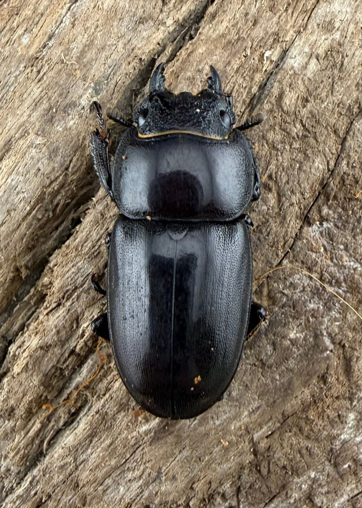 【WD】《タウルスヒラタ パラワン亜種 ロハス産 49.5mm ペア》