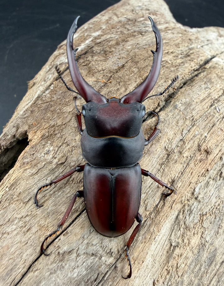 【WF2】《グラキリスノコギリヒラタクワガタ 50.5mm ペア》