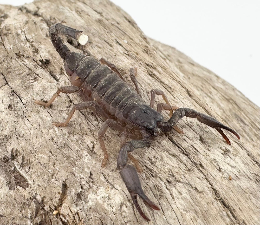 【CH】《スワンメルダムオオハカリサソリ ベビーヤング》