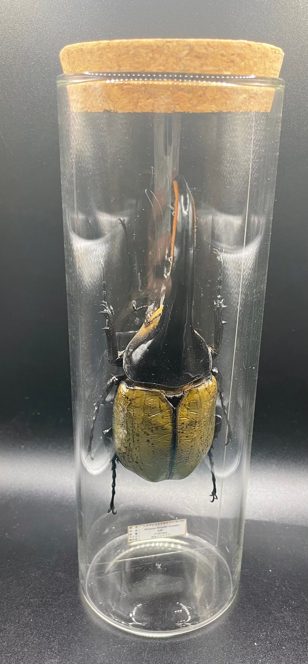 インテリア標本《ヘラクレスオオカブト（ヘラヘラ）♂》