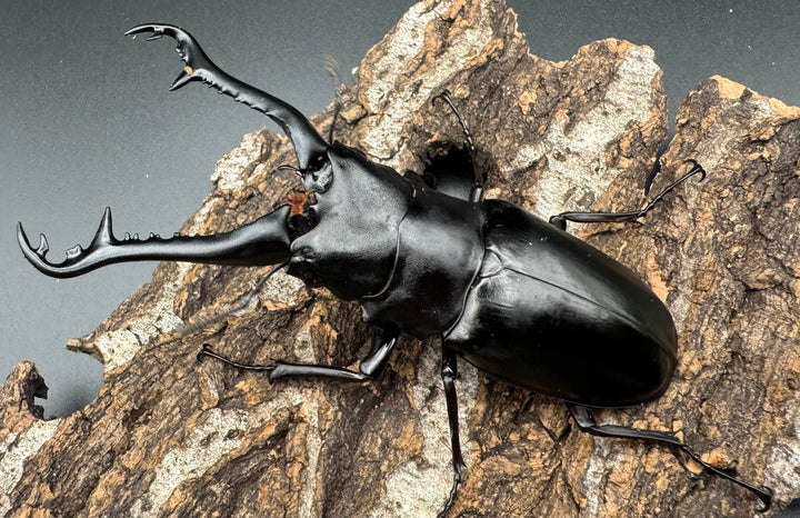 【WD】《ギラファノコギリ亜種ニシヤマイ 92.5mm ペア》