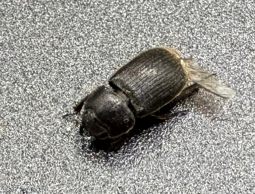 【標本用】【WD】《プレアンガーネブト Free ♀星ペア》