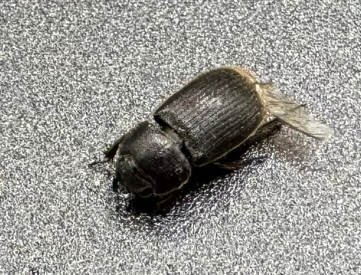 【標本用】【WD】《プレアンガーネブト Free ♀星ペア》