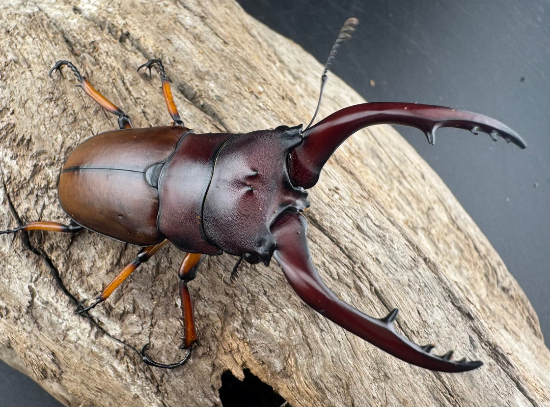 【WD】《アスタコイデスノコギリ 西ジャワ産 63mm ペア》