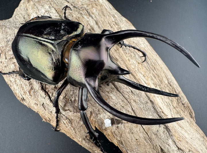 【WD】《ミンダナオアトラスオオカブト マラグサン産 93mm ペア》