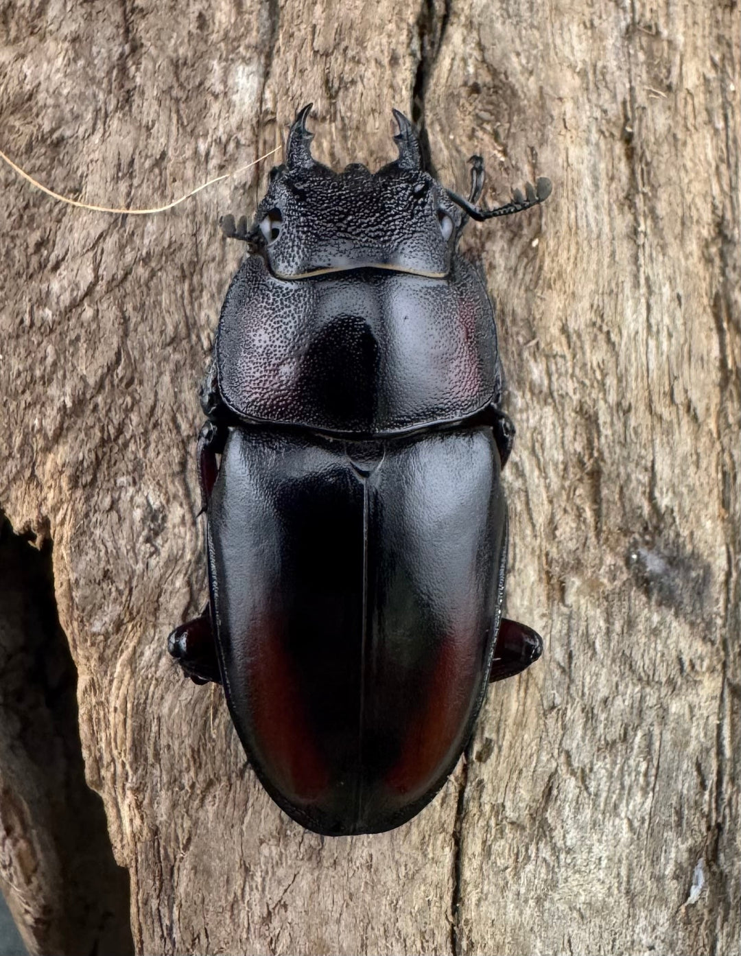 《ミラビリスノコギリクワガタ 60mm ペア》