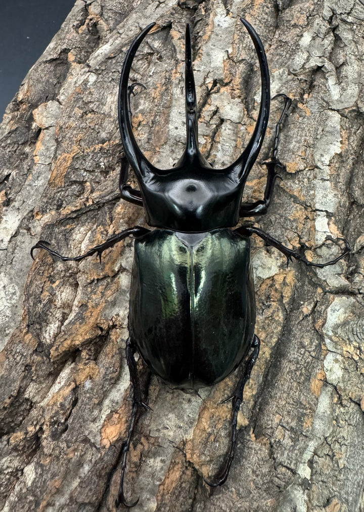 【WD】《ジャワコーカサスオオカブト 105mm ペア》