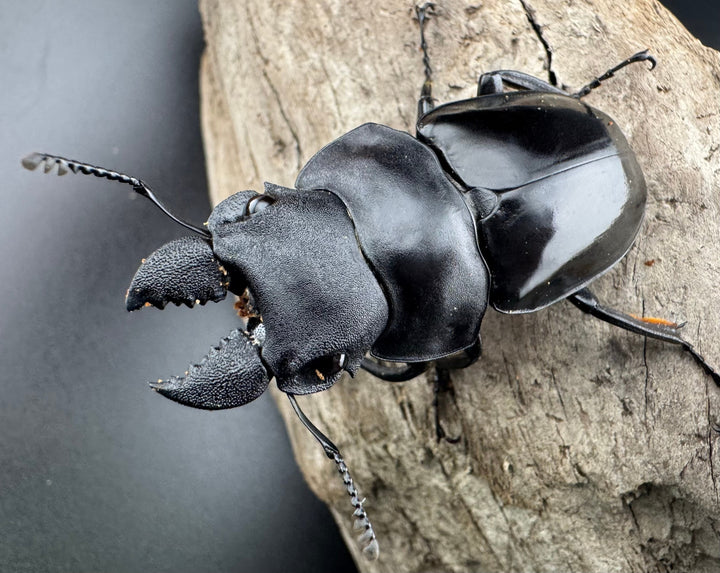 【WD】《ラティペニスツヤクワガタ 57mm ペア》