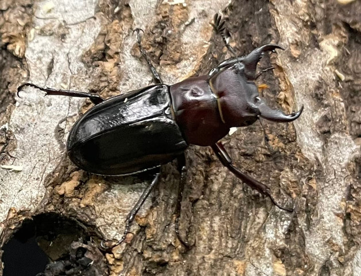 《ミクラミヤマ 神津島産 Free ペア》