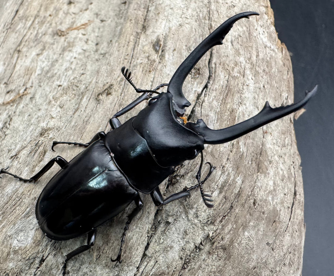 【WD】《ブッダノコギリ亜種patricius パロロ パル産 51.5mm ペア》