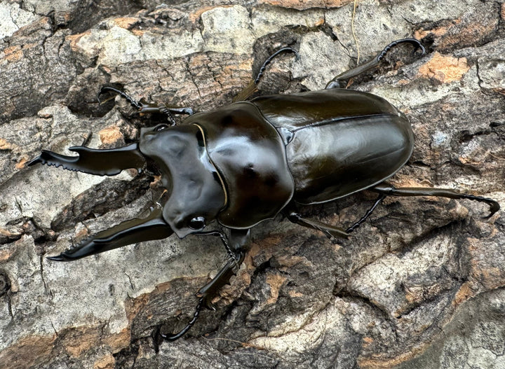 《ババオウゴンオニクワガタ 70mm ペア》