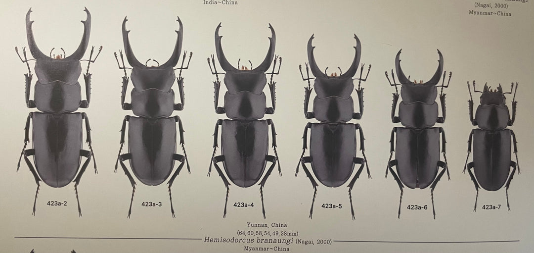 【WD】《ブラナウンコクワ 貢山産 61mm ペア》