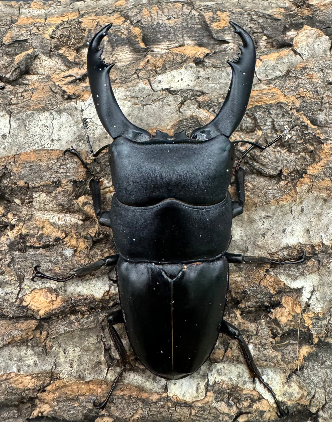 【WD】《南カマリネスヒラタ 96mm ペア》